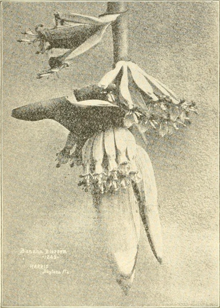 An illustration from Triumphs and wonders of the 19th century, a volume of original, historic and descriptive writings showing the many and marvellous achievements which distinguish an hundred years of material, intellectual, social and moral progress, 1901, leaf 125