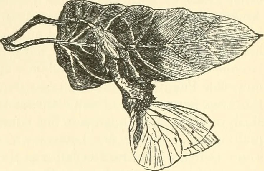An illustration from Triumphs and wonders of the 19th century, a volume of original, historic and descriptive writings showing the many and marvellous achievements which distinguish an hundred years of material, intellectual, social and moral progress, 1901, leaf 126