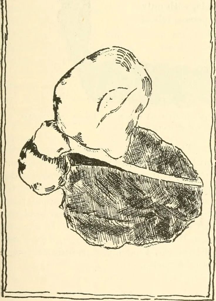 An illustration from Triumphs and wonders of the 19th century, a volume of original, historic and descriptive writings showing the many and marvellous achievements which distinguish an hundred years of material, intellectual, social and moral progress, 1901, leaf 126