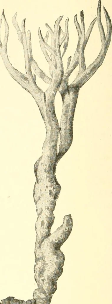 An illustration from Triumphs and wonders of the 19th century, a volume of original, historic and descriptive writings showing the many and marvellous achievements which distinguish an hundred years of material, intellectual, social and moral progress, 1901, leaf 127