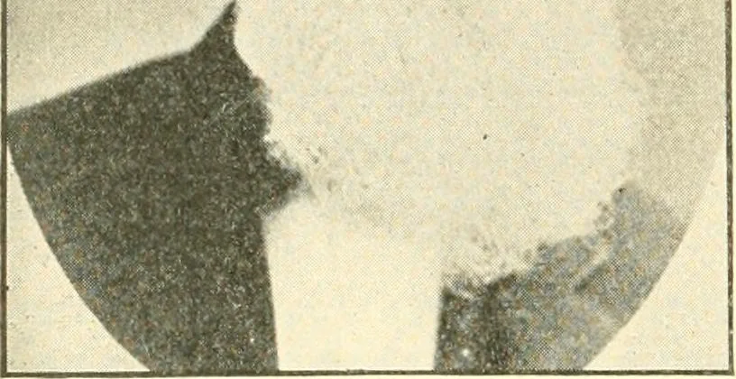 An illustration from Triumphs and wonders of the 19th century, a volume of original, historic and descriptive writings showing the many and marvellous achievements which distinguish an hundred years of material, intellectual, social and moral progress, 1901, leaf 237