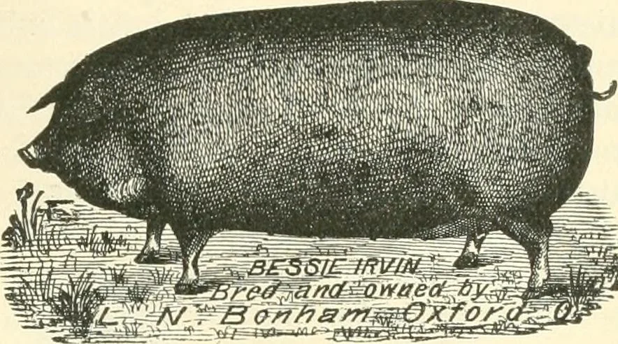 An illustration from Triumphs and wonders of the 19th century, a volume of original, historic and descriptive writings showing the many and marvellous achievements which distinguish an hundred years of material, intellectual, social and moral progress, 1901, leaf 348