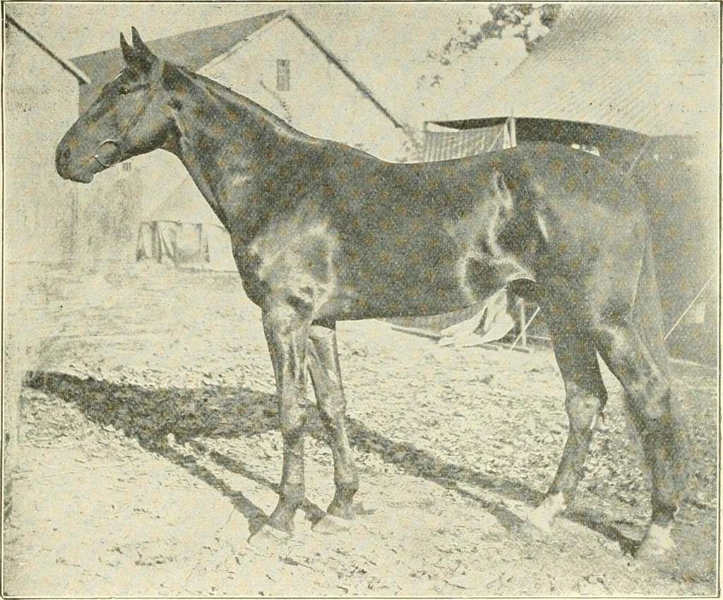 An illustration from Triumphs and wonders of the 19th century, a volume of original, historic and descriptive writings showing the many and marvellous achievements which distinguish an hundred years of material, intellectual, social and moral progress, 1901, leaf 398
