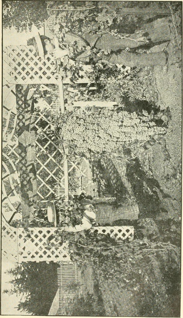 An illustration from Triumphs and wonders of the 19th century, a volume of original, historic and descriptive writings showing the many and marvellous achievements which distinguish an hundred years of material, intellectual, social and moral progress, 1901, leaf 516