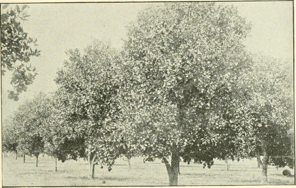 An illustration from Triumphs and wonders of the 19th century, a volume of original, historic and descriptive writings showing the many and marvellous achievements which distinguish an hundred years of material, intellectual, social and moral progress, 1901, leaf 520