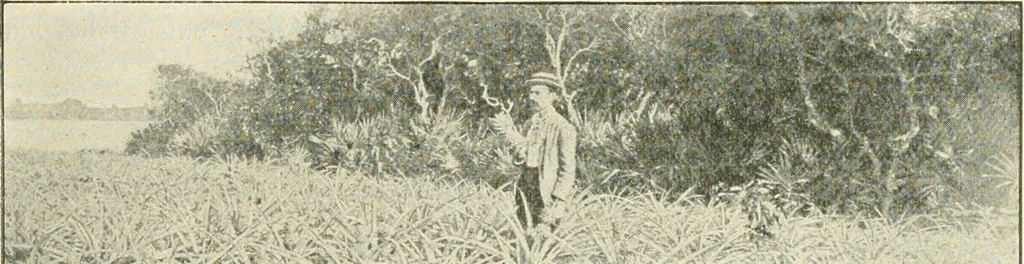 An illustration from Triumphs and wonders of the 19th century, a volume of original, historic and descriptive writings showing the many and marvellous achievements which distinguish an hundred years of material, intellectual, social and moral progress, 1901, leaf 522