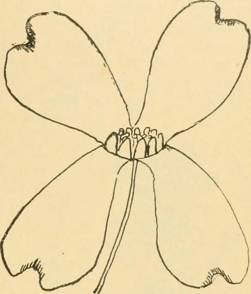 An illustration from Triumphs and wonders of the 19th century, the true mirror of a phenomenal era, a volume of original, entertaining and instructive historic and descriptive writings, showing the many and marvellous achievements which distinguish an hundred years of material, intellectual, social and moral progress .., 1899, leaf 120