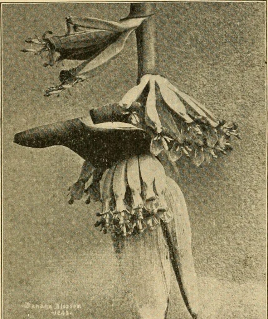 An illustration from Triumphs and wonders of the 19th century, the true mirror of a phenomenal era, a volume of original, entertaining and instructive historic and descriptive writings, showing the many and marvellous achievements which distinguish an hundred years of material, intellectual, social and moral progress .., 1899, leaf 123