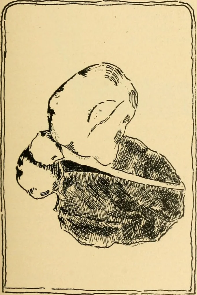 An illustration from Triumphs and wonders of the 19th century, the true mirror of a phenomenal era, a volume of original, entertaining and instructive historic and descriptive writings, showing the many and marvellous achievements which distinguish an hundred years of material, intellectual, social and moral progress .., 1899, leaf 124