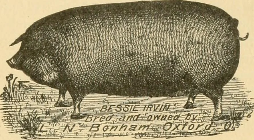 An illustration from Triumphs and wonders of the 19th century, the true mirror of a phenomenal era, a volume of original, entertaining and instructive historic and descriptive writings, showing the many and marvellous achievements which distinguish an hundred years of material, intellectual, social and moral progress .., 1899, leaf 346