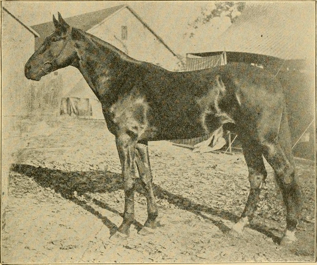 An illustration from Triumphs and wonders of the 19th century, the true mirror of a phenomenal era, a volume of original, entertaining and instructive historic and descriptive writings, showing the many and marvellous achievements which distinguish an hundred years of material, intellectual, social and moral progress .., 1899, leaf 396