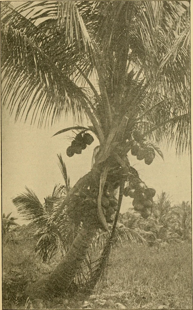An illustration from Triumphs and wonders of the 19th century, the true mirror of a phenomenal era, a volume of original, entertaining and instructive historic and descriptive writings, showing the many and marvellous achievements which distinguish an hundred years of material, intellectual, social and moral progress .., 1899, leaf 502