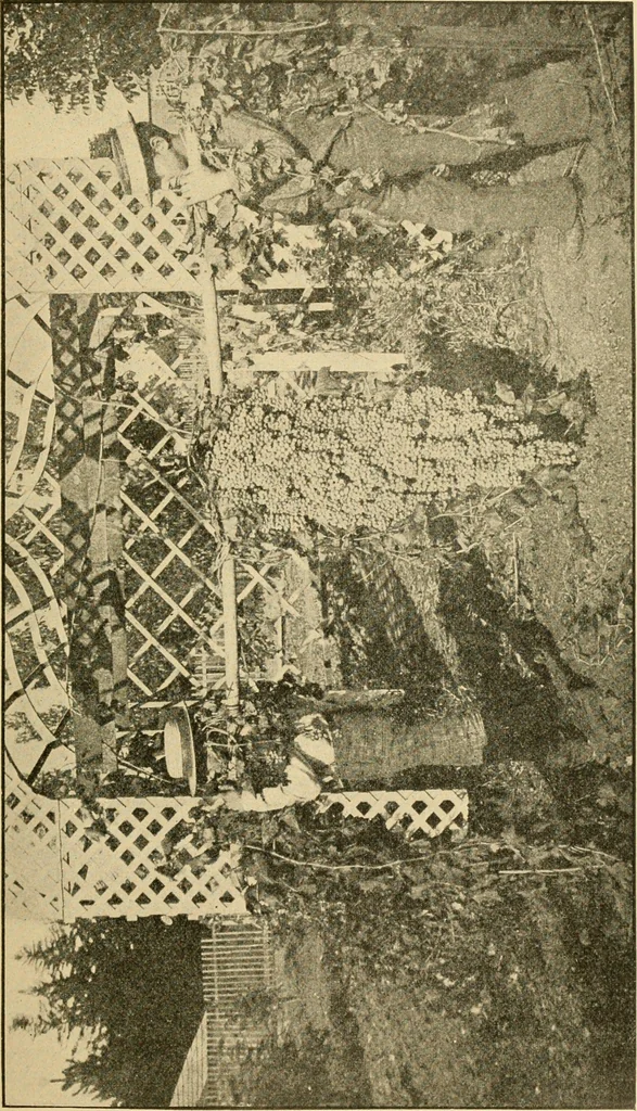 An illustration from Triumphs and wonders of the 19th century, the true mirror of a phenomenal era, a volume of original, entertaining and instructive historic and descriptive writings, showing the many and marvellous achievements which distinguish an hundred years of material, intellectual, social and moral progress .., 1899, leaf 512