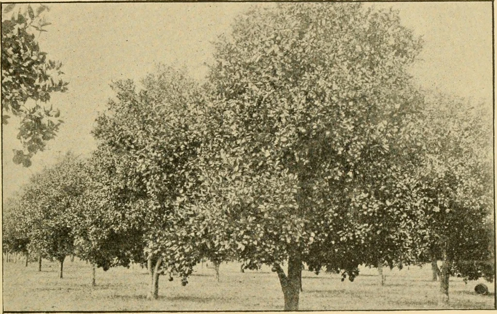 An illustration from Triumphs and wonders of the 19th century, the true mirror of a phenomenal era, a volume of original, entertaining and instructive historic and descriptive writings, showing the many and marvellous achievements which distinguish an hundred years of material, intellectual, social and moral progress .., 1899, leaf 516