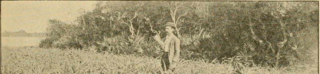 An illustration from Triumphs and wonders of the 19th century, the true mirror of a phenomenal era, a volume of original, entertaining and instructive historic and descriptive writings, showing the many and marvellous achievements which distinguish an hundred years of material, intellectual, social and moral progress .., 1899, leaf 518