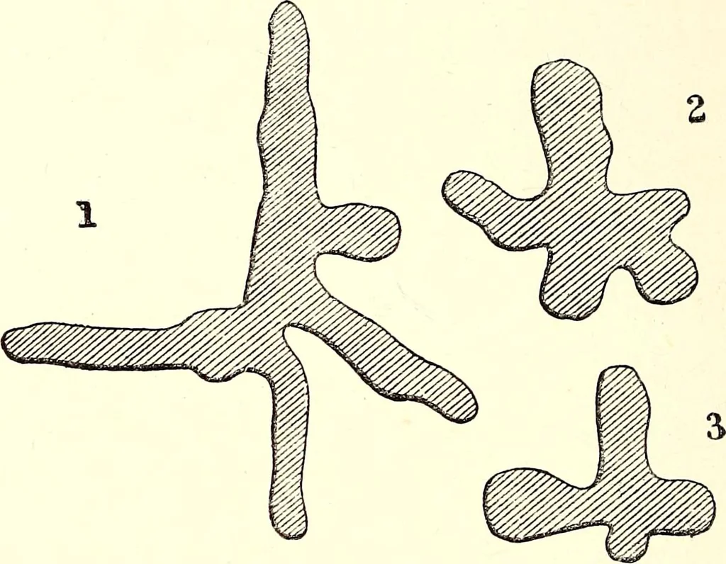 An illustration from Tropical nature, and other essays, 1878, leaf 53
