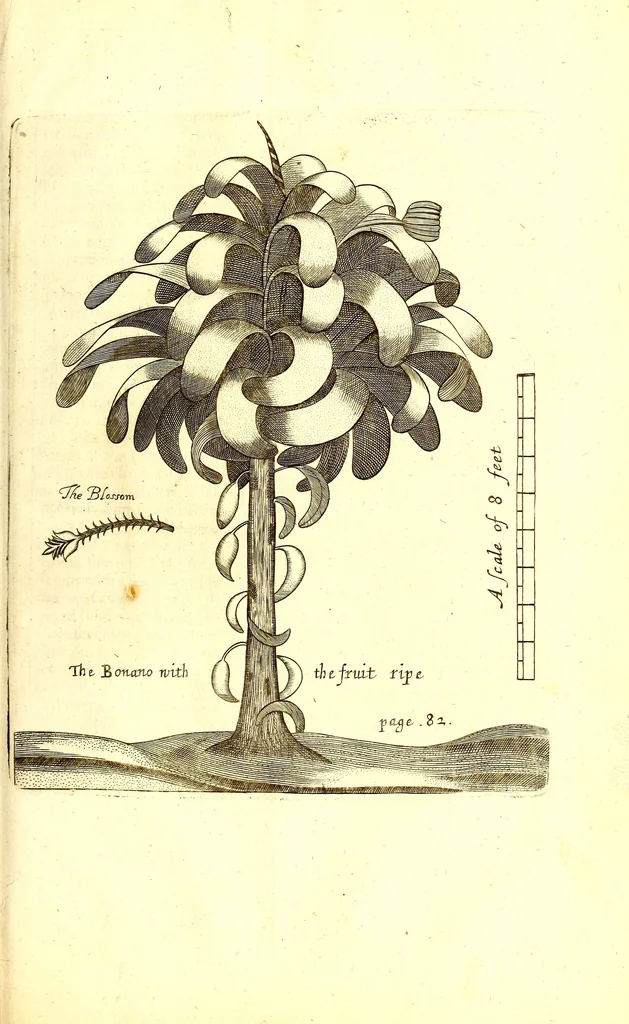 An illustration from A true & exact history of the island of Barbadoes : illustrated with a map of the island, as also the principal trees and plants there, set forth in their due proportions and shapes, drawn out by their several and respective scales : together with the ingenio that makes the sugar, with the plots of the several houses, rooms, and other places, that are used in the whole process of sugar-making ... all cut in copper, 1673, leaf 102