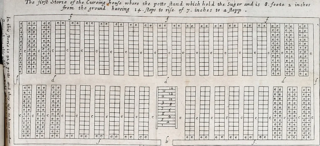 An illustration from A true & exact history of the island of Barbadoes : illustrated with a map of the island, as also the principal trees and plants there, set forth in their due proportions and shapes, drawn out by their several and respective scales : together with the ingenio that makes the sugar, with the plots of the several houses, rooms, and other places, that are used in the whole process of sugar-making ... all cut in copper, 1673, leaf 110