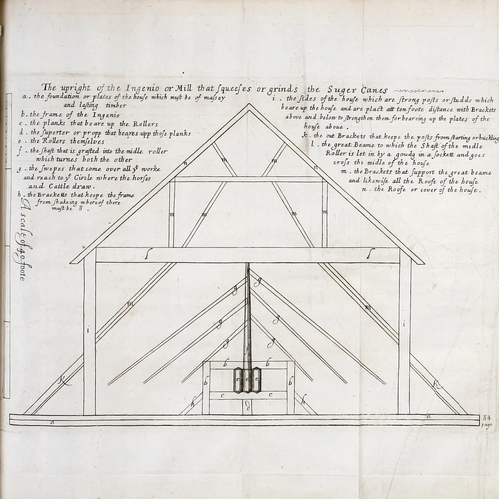 An illustration from A true & exact history of the island of Barbadoes : illustrated with a map of the island, as also the principal trees and plants there, set forth in their due proportions and shapes, drawn out by their several and respective scales : together with the ingenio that makes the sugar, with the plots of the several houses, rooms, and other places, that are used in the whole process of sugar-making ... all cut in copper, 1673, leaf 114