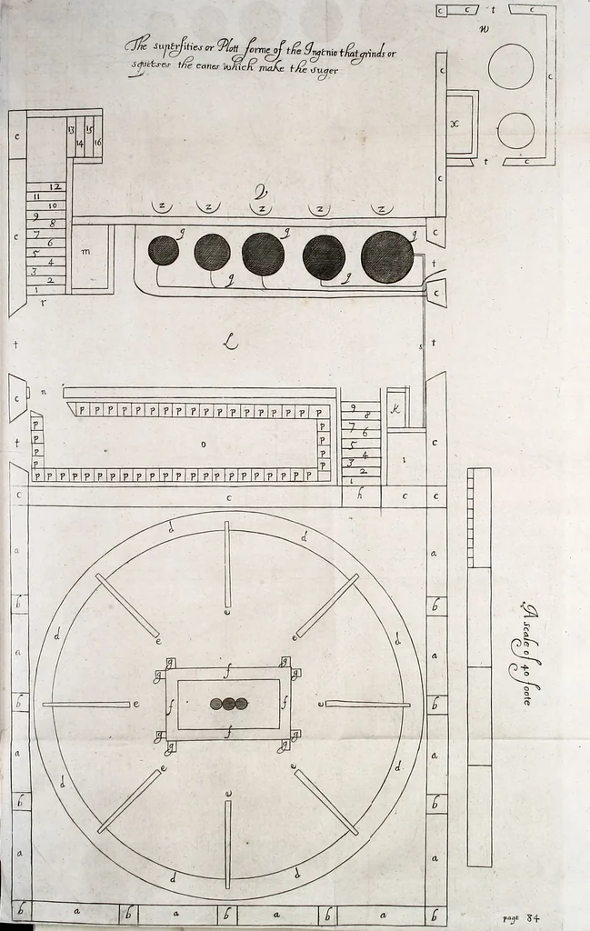 An illustration from A true & exact history of the island of Barbadoes : illustrated with a map of the island, as also the principal trees and plants there, set forth in their due proportions and shapes, drawn out by their several and respective scales : together with the ingenio that makes the sugar, with the plots of the several houses, rooms, and other places, that are used in the whole process of sugar-making ... all cut in copper, 1673, leaf 118
