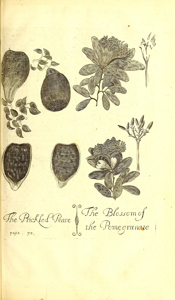 An illustration from A true & exact history of the island of Barbadoes : illustrated with a map of the island, as also the principal trees and plants there, set forth in their due proportions and shapes, drawn out by their several and respective scales : together with the ingenio that makes the sugar, with the plots of the several houses, rooms, and other places, that are used in the whole process of sugar-making ... all cut in copper, 1673, leaf 82