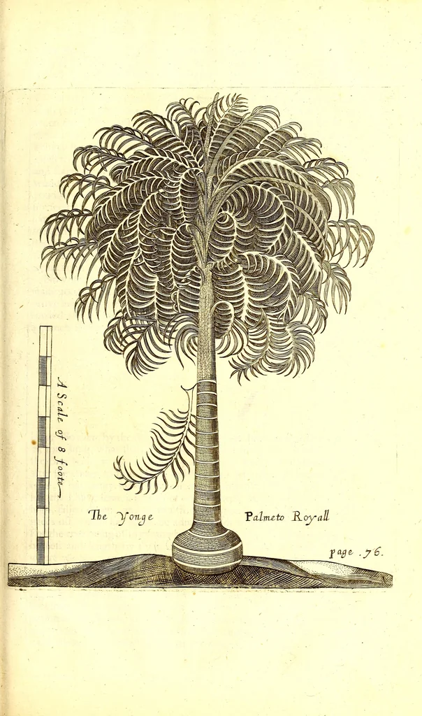 An illustration from A true & exact history of the island of Barbadoes : illustrated with a map of the island, as also the principal trees and plants there, set forth in their due proportions and shapes, drawn out by their several and respective scales : together with the ingenio that makes the sugar, with the plots of the several houses, rooms, and other places, that are used in the whole process of sugar-making ... all cut in copper, 1673, leaf 90