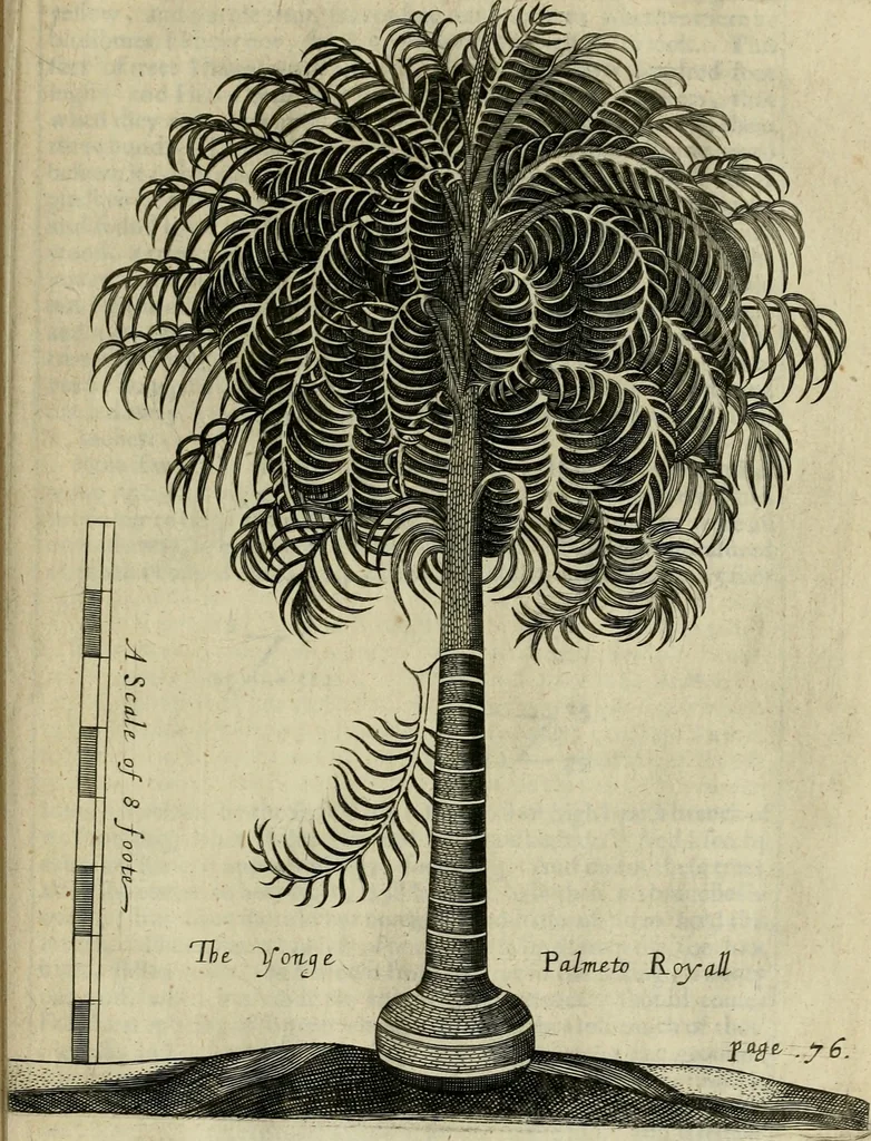 An illustration from A true & exact history of the island of Barbados : illustrated with a mapp of the island, as also the principall trees and plants there, set forth in their due proportions and shapes, drawne out by their severall and respective scales : together with the ingenio that makes the sugar, with the plots of the severall houses, roomes, and other places, that are used in the whole processe of sugar-making ... : all cut in copper, 1657, leaf 100