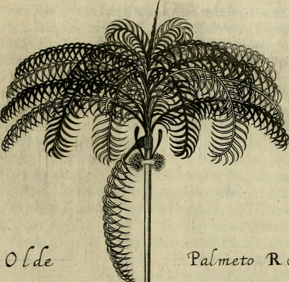 An illustration from A true & exact history of the island of Barbados : illustrated with a mapp of the island, as also the principall trees and plants there, set forth in their due proportions and shapes, drawne out by their severall and respective scales : together with the ingenio that makes the sugar, with the plots of the severall houses, roomes, and other places, that are used in the whole processe of sugar-making ... : all cut in copper, 1657, leaf 104