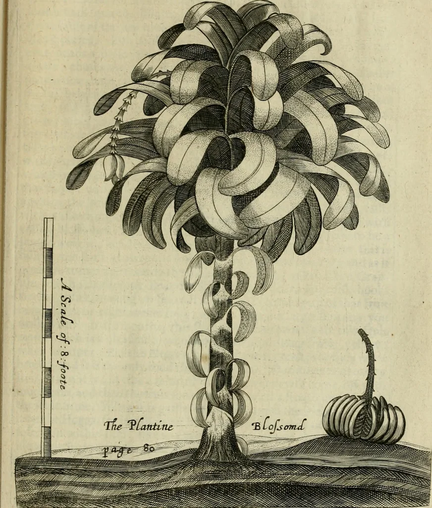 An illustration from A true & exact history of the island of Barbados : illustrated with a mapp of the island, as also the principall trees and plants there, set forth in their due proportions and shapes, drawne out by their severall and respective scales : together with the ingenio that makes the sugar, with the plots of the severall houses, roomes, and other places, that are used in the whole processe of sugar-making ... : all cut in copper, 1657, leaf 108