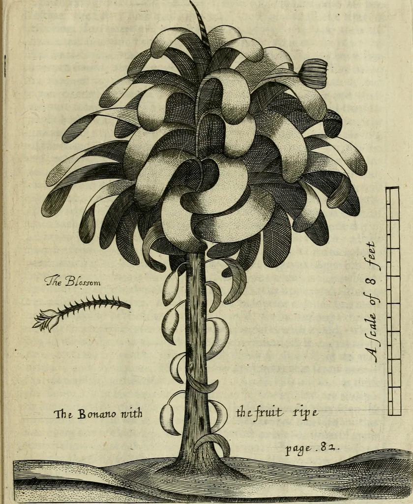 An illustration from A true & exact history of the island of Barbados : illustrated with a mapp of the island, as also the principall trees and plants there, set forth in their due proportions and shapes, drawne out by their severall and respective scales : together with the ingenio that makes the sugar, with the plots of the severall houses, roomes, and other places, that are used in the whole processe of sugar-making ... : all cut in copper, 1657, leaf 112
