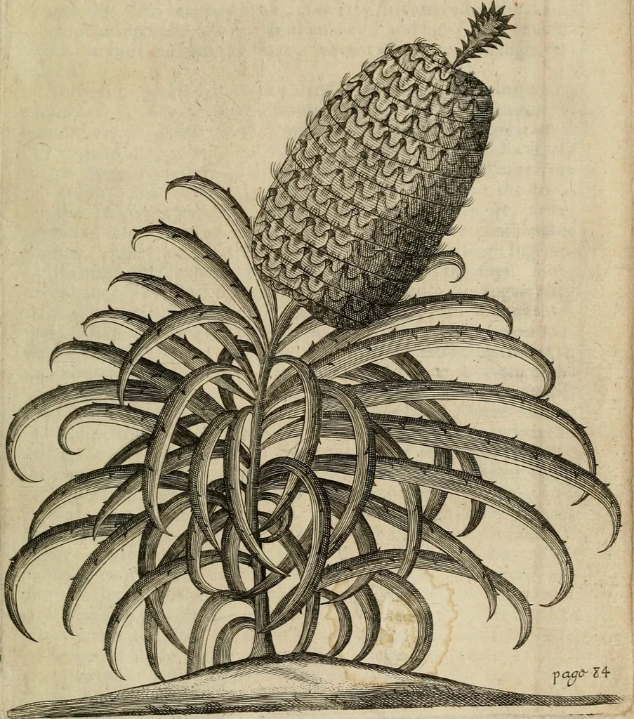 An illustration from A true & exact history of the island of Barbados : illustrated with a mapp of the island, as also the principall trees and plants there, set forth in their due proportions and shapes, drawne out by their severall and respective scales : together with the ingenio that makes the sugar, with the plots of the severall houses, roomes, and other places, that are used in the whole processe of sugar-making ... : all cut in copper, 1657, leaf 124