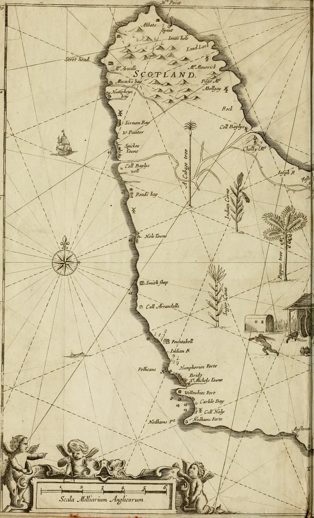 An illustration from A true & exact history of the island of Barbados : illustrated with a mapp of the island, as also the principall trees and plants there, set forth in their due proportions and shapes, drawne out by their severall and respective scales : together with the ingenio that makes the sugar, with the plots of the severall houses, roomes, and other places, that are used in the whole processe of sugar-making ... : all cut in copper, 1657, leaf 5