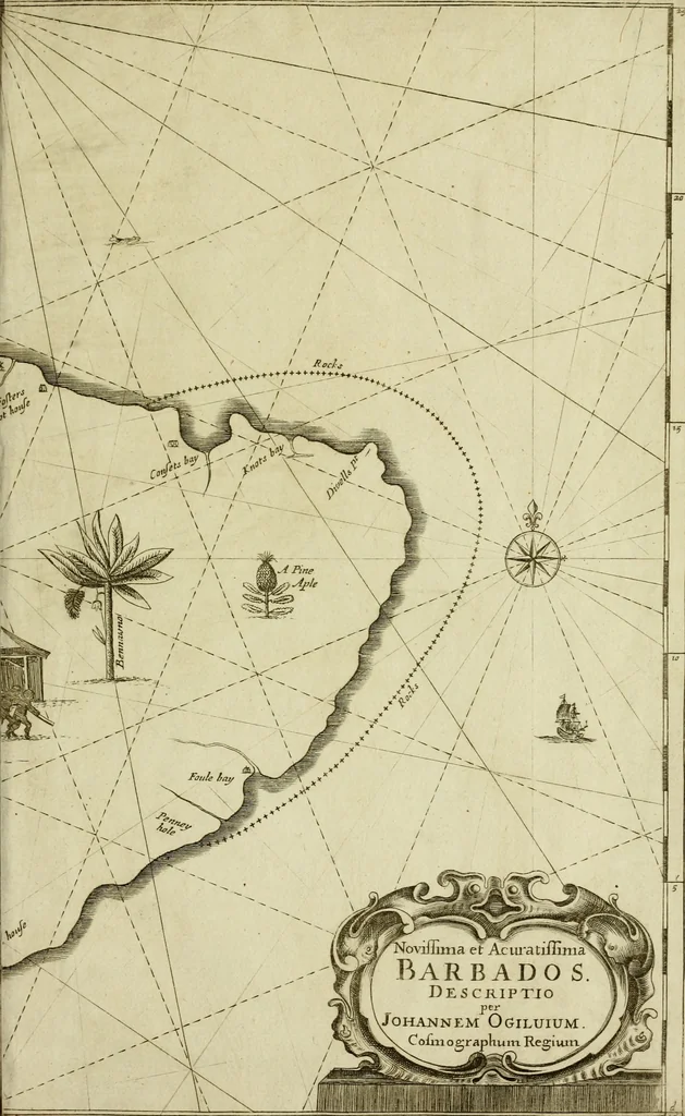 An illustration from A true & exact history of the island of Barbados : illustrated with a mapp of the island, as also the principall trees and plants there, set forth in their due proportions and shapes, drawne out by their severall and respective scales : together with the ingenio that makes the sugar, with the plots of the severall houses, roomes, and other places, that are used in the whole processe of sugar-making ... : all cut in copper, 1657, leaf 6