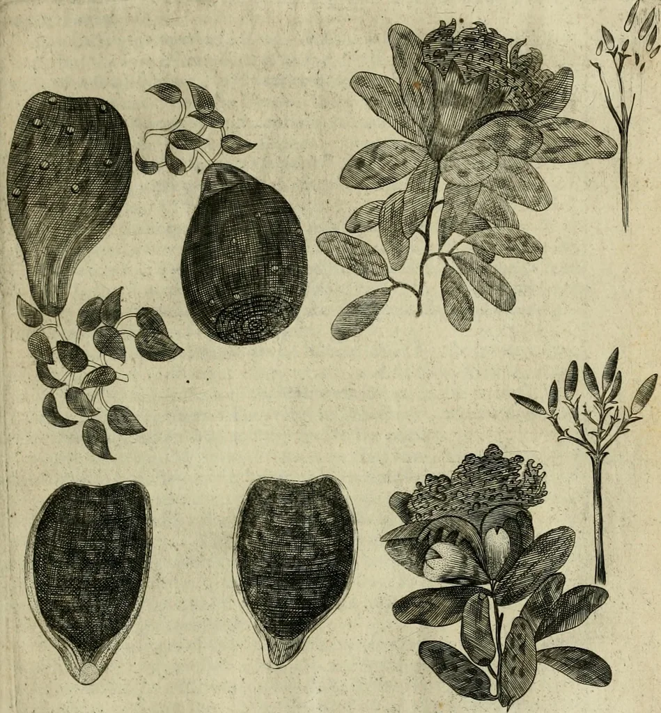 An illustration from A true & exact history of the island of Barbados : illustrated with a mapp of the island, as also the principall trees and plants there, set forth in their due proportions and shapes, drawne out by their severall and respective scales : together with the ingenio that makes the sugar, with the plots of the severall houses, roomes, and other places, that are used in the whole processe of sugar-making ... : all cut in copper, 1657, leaf 92