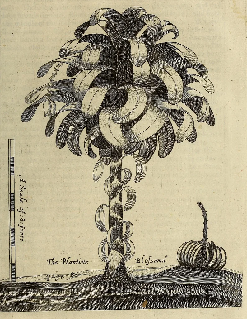 An illustration from A true & exact history of the island of Barbados. : Illustrated with a mapp of the island, as also the principall trees and plants there, set forth in their due proportions and shapes, drawne out by their severall and respective scales. Together with the ingenio that makes the sugar, with the plots of the severall houses, roomes, and other places, that are used in the whole processe of sugar-making; viz. the grinding-room, the boyling-room, the filling-room, the curing-house, still-house, and furnaces; all cut in copper., 1657, leaf 103