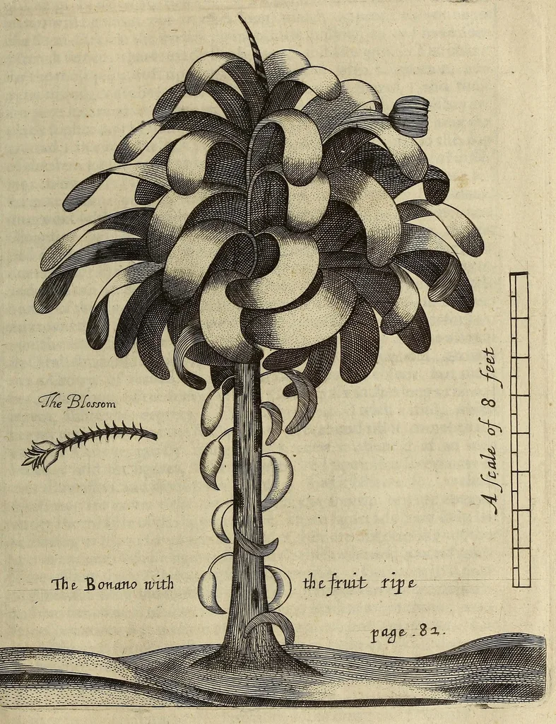 An illustration from A true & exact history of the island of Barbados. : Illustrated with a mapp of the island, as also the principall trees and plants there, set forth in their due proportions and shapes, drawne out by their severall and respective scales. Together with the ingenio that makes the sugar, with the plots of the severall houses, roomes, and other places, that are used in the whole processe of sugar-making; viz. the grinding-room, the boyling-room, the filling-room, the curing-house, still-house, and furnaces; all cut in copper., 1657, leaf 107