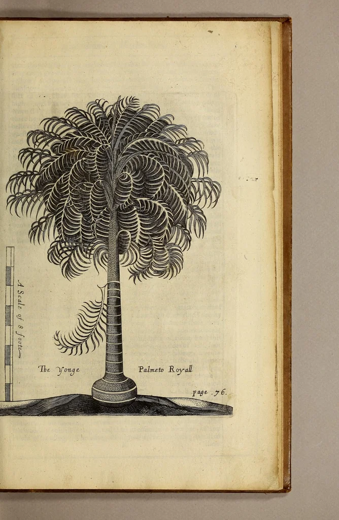 An illustration from A true & exact history of the island of Barbados. : Illustrated with a mapp of the island, as also the principall trees and plants there, set forth in their due proportions and shapes, drawne out by their severall and respective scales. Together with the ingenio that makes the sugar, with the plots of the severall houses, roomes, and other places, that are used in the whole processe of sugar-making; viz. the grinding-room, the boyling-room, the filling-room, the curing-house, still-house, and furnaces; all cut in copper., 1657, leaf 95