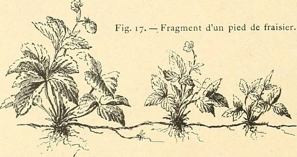 An illustration from Étude des ornements : première partie : dauphins-écailles-bucrânes-grecques-guirlandes-flots grecs, 1896, leaf 161