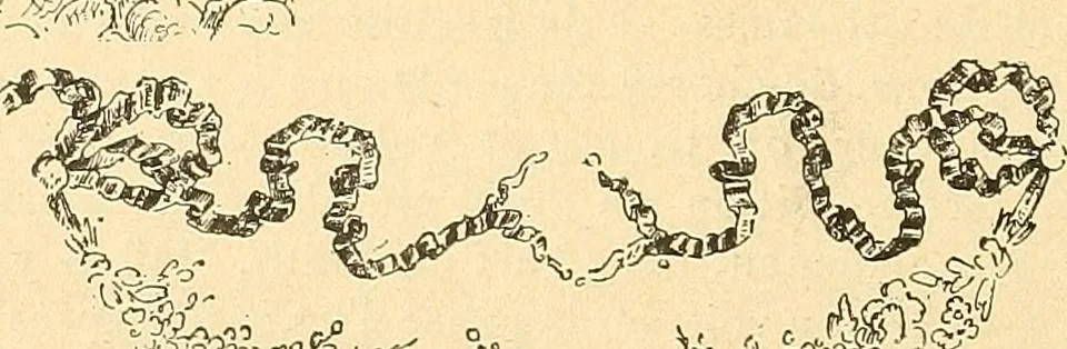 An illustration from Étude des ornements : première partie : dauphins-écailles-bucrânes-grecques-guirlandes-flots grecs, 1896, leaf 177