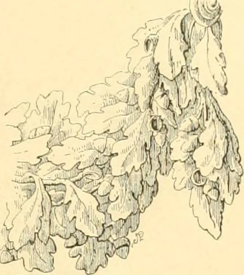 An illustration from Étude des ornements : première partie : dauphins-écailles-bucrânes-grecques-guirlandes-flots grecs, 1896, leaf 184