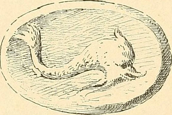 An illustration from Étude des ornements : première partie : dauphins-écailles-bucrânes-grecques-guirlandes-flots grecs, 1896, leaf 29