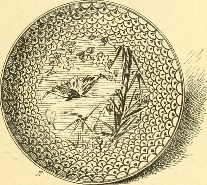 An illustration from Étude des ornements : première partie : dauphins-écailles-bucrânes-grecques-guirlandes-flots grecs, 1896, leaf 64