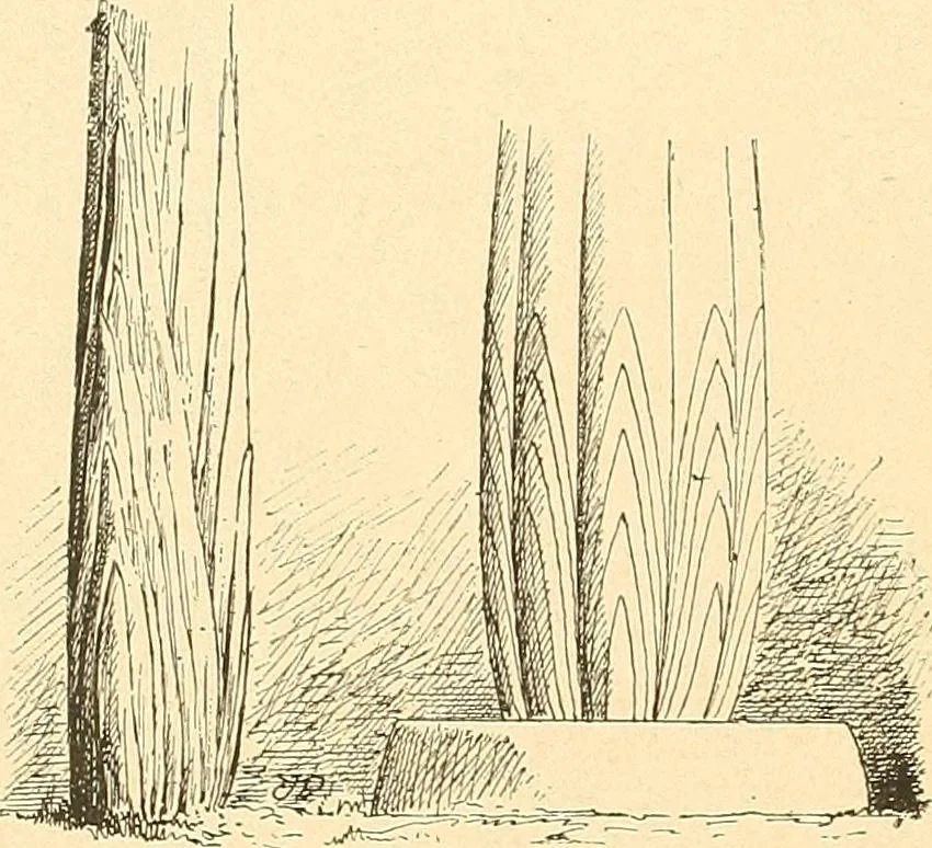 An illustration from Étude des ornements : première partie : dauphins-écailles-bucrânes-grecques-guirlandes-flots grecs, 1896, leaf 71