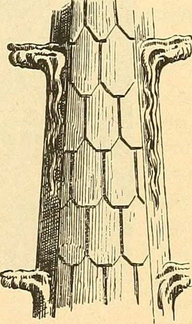 An illustration from Étude des ornements : première partie : dauphins-écailles-bucrânes-grecques-guirlandes-flots grecs, 1896, leaf 75