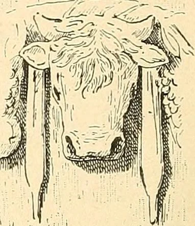 An illustration from Étude des ornements : première partie : dauphins-écailles-bucrânes-grecques-guirlandes-flots grecs, 1896, leaf 89