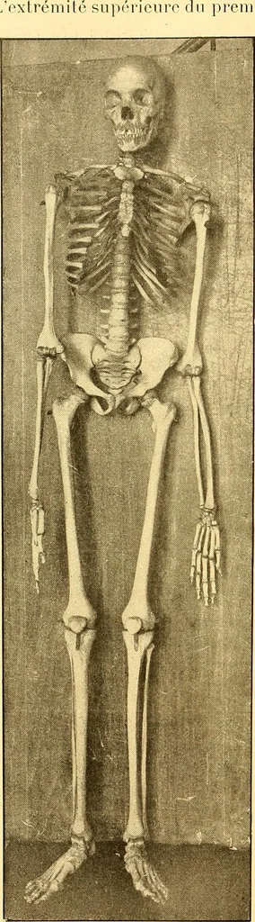 An illustration from Études biologiques sur les géants, 1904, leaf 107
