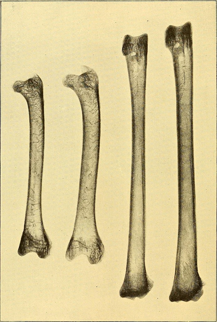 An illustration from Études biologiques sur les géants, 1904, leaf 109