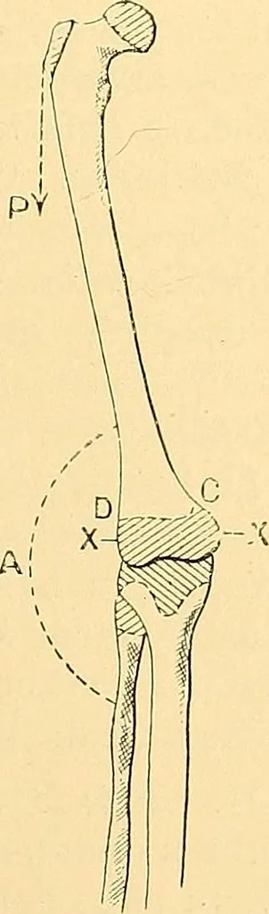 An illustration from Études biologiques sur les géants, 1904, leaf 118