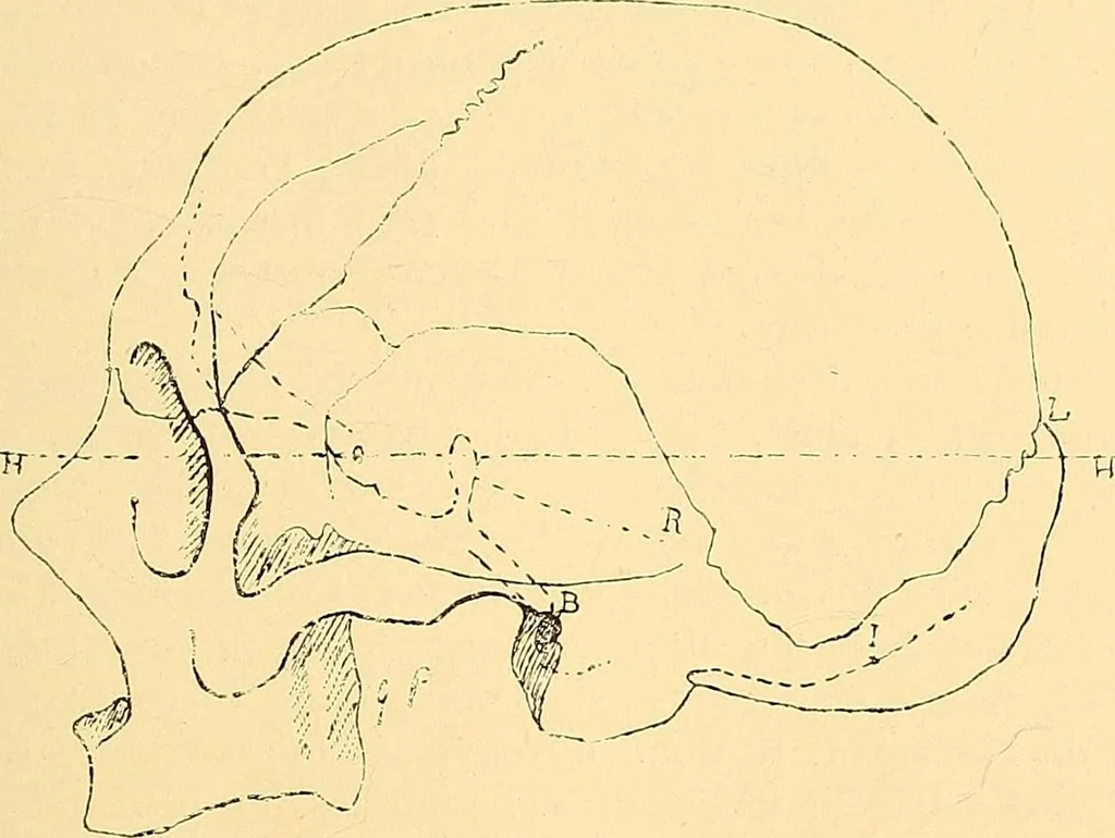 An illustration from Études biologiques sur les géants, 1904, leaf 124