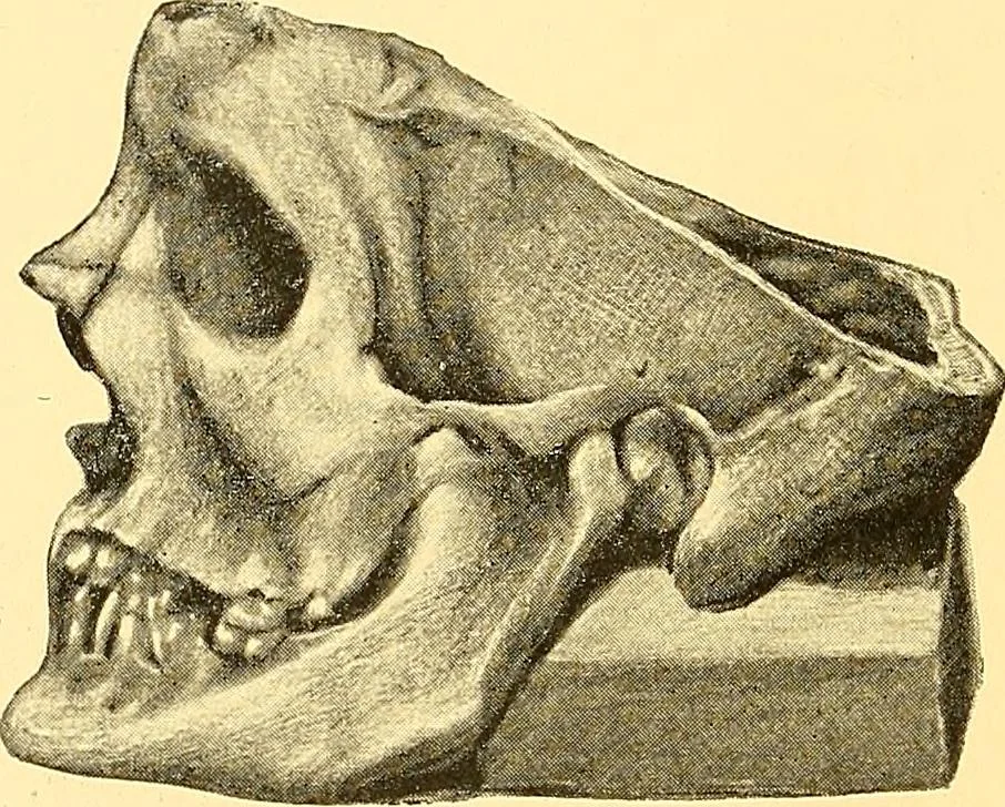 An illustration from Études biologiques sur les géants, 1904, leaf 139